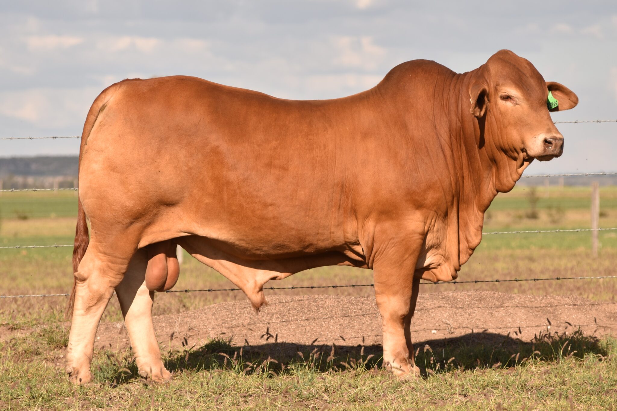 MUNGALLA 5160 (PP) D3