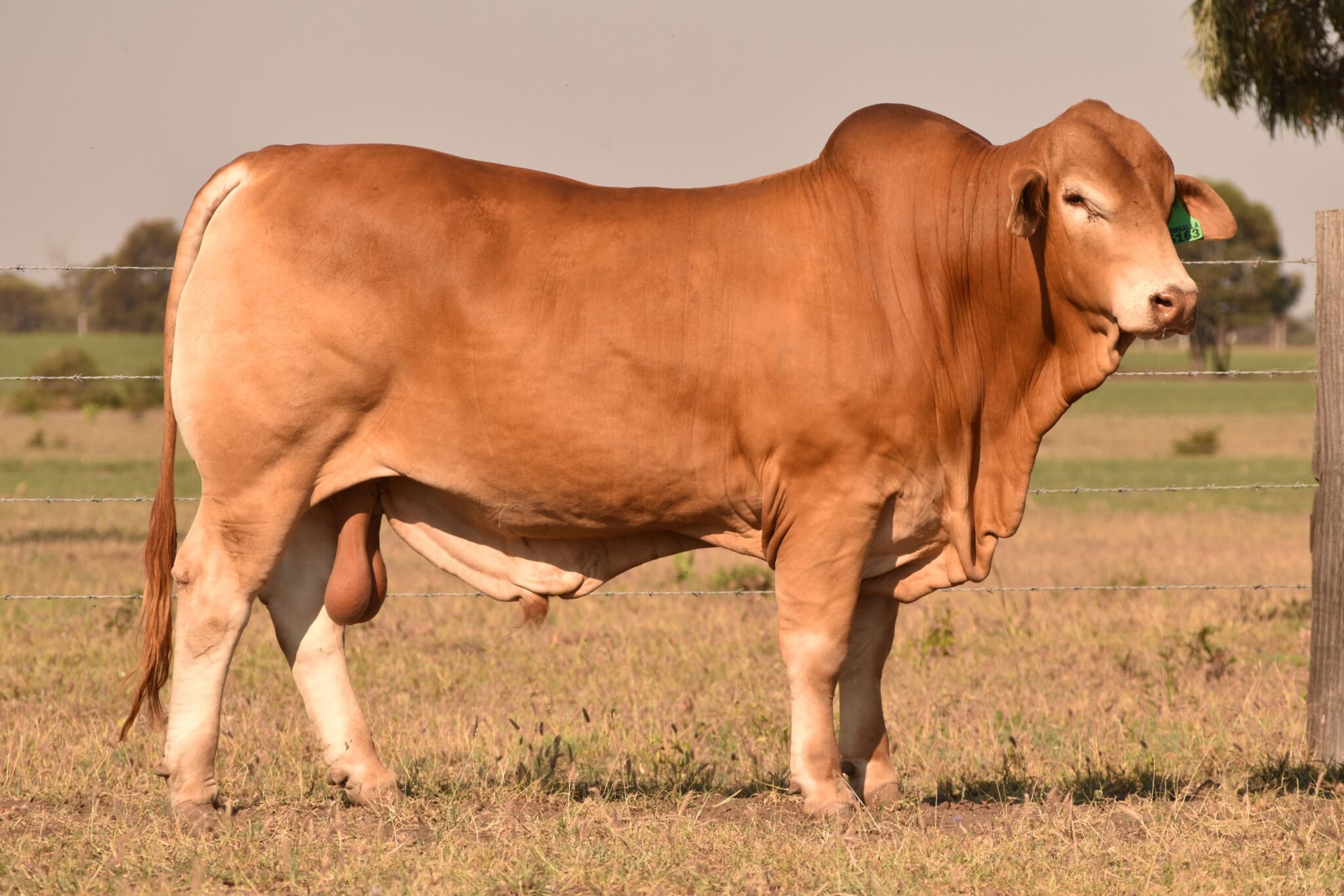 MUNGALLA 5163 (PP) D4 