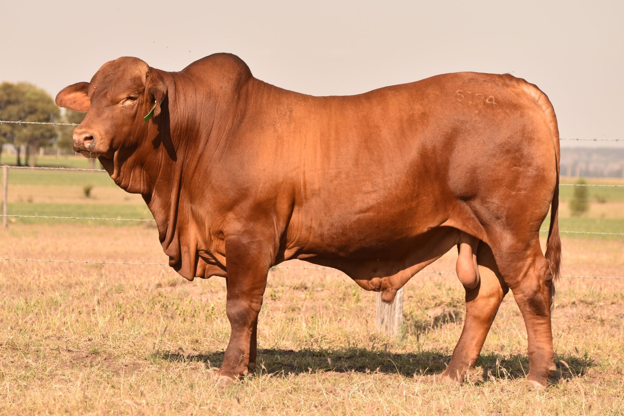 MUNGALLA 5174 (PP) D4