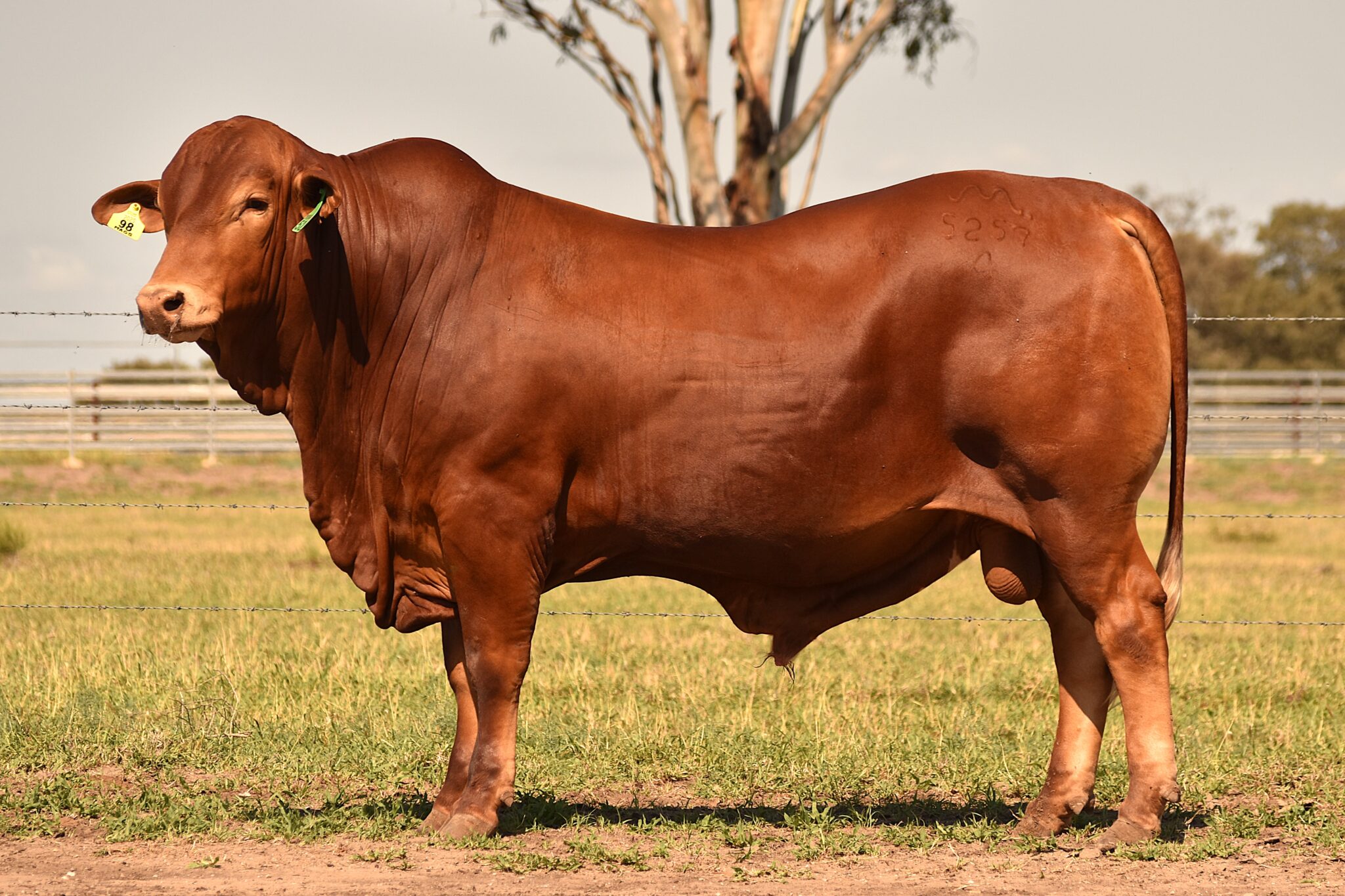 MUNGALLA 5257 (PP) D2