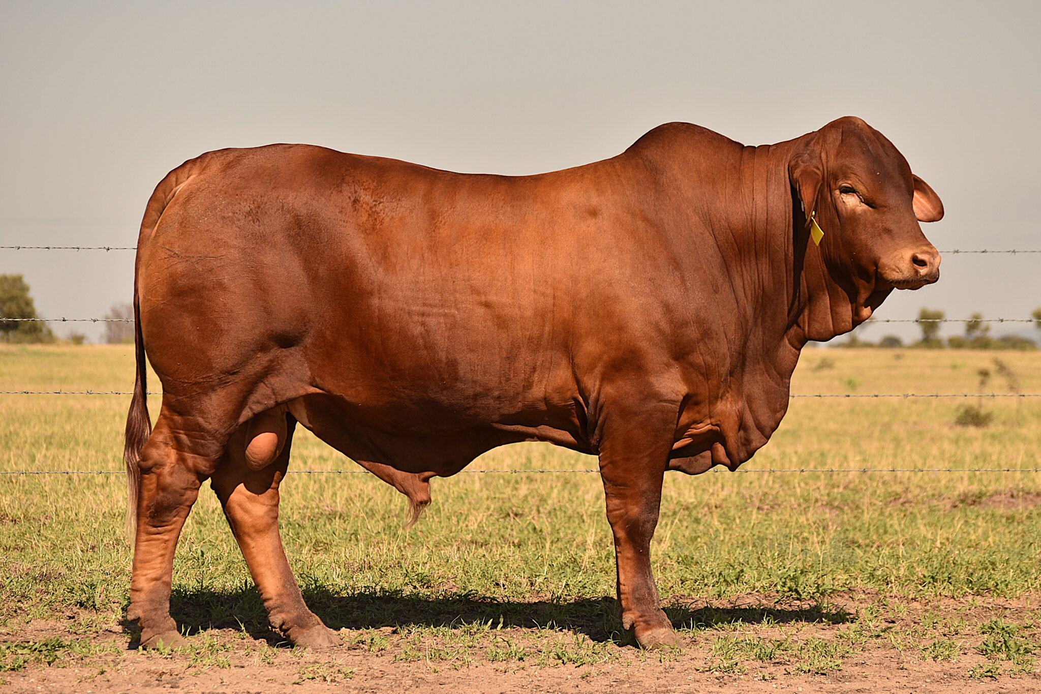 MUNGALLA 5042 (PP) D5