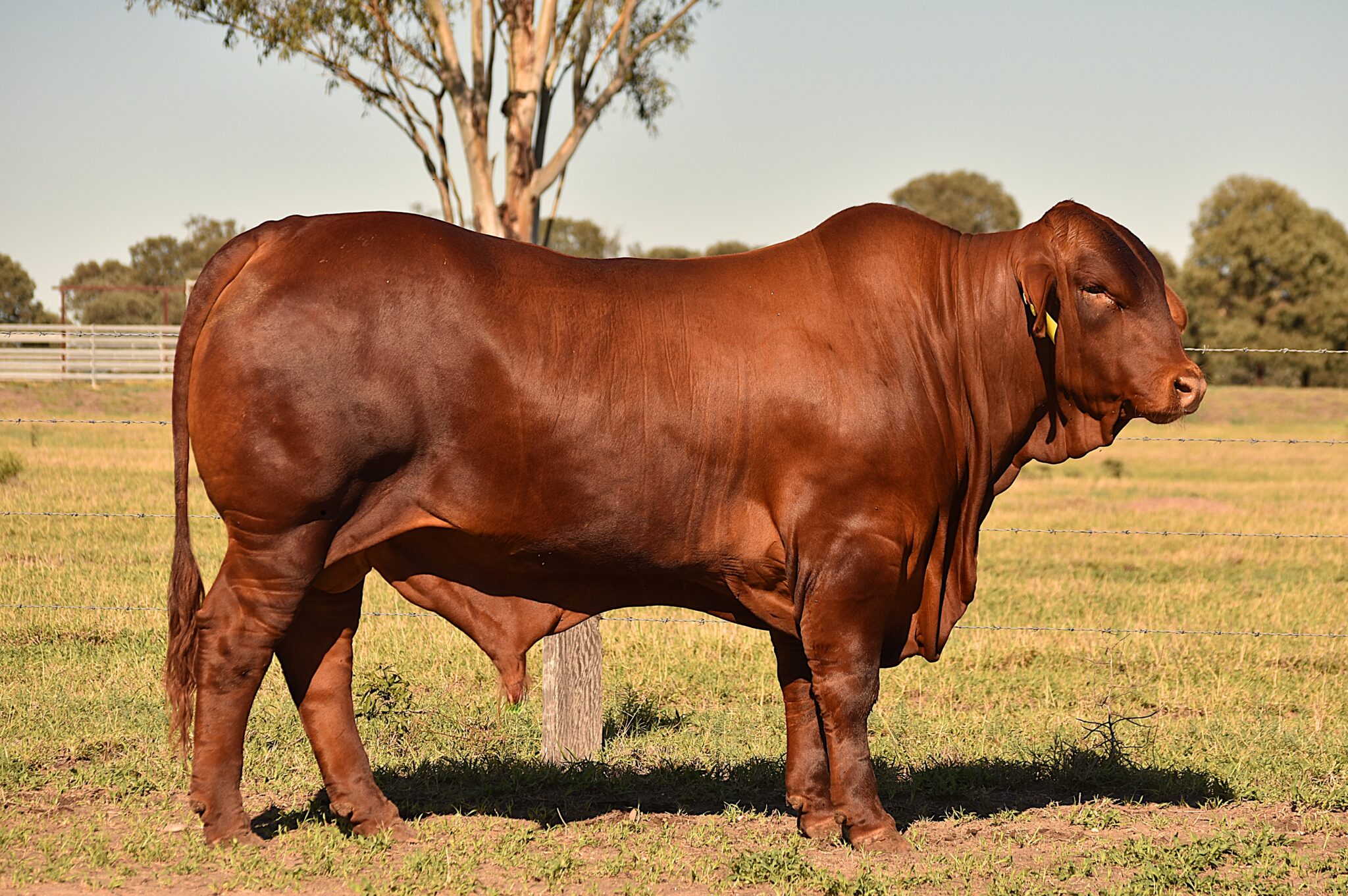 MUNGALLA 5149 (PH) D4