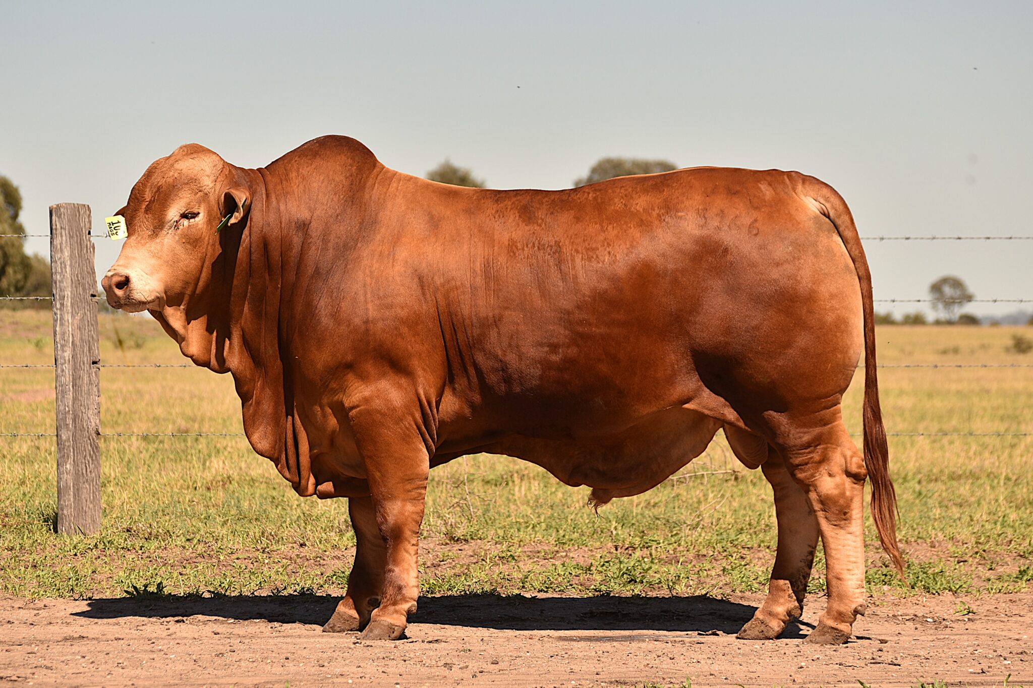 MUNGALLA 5166 (PP) D4