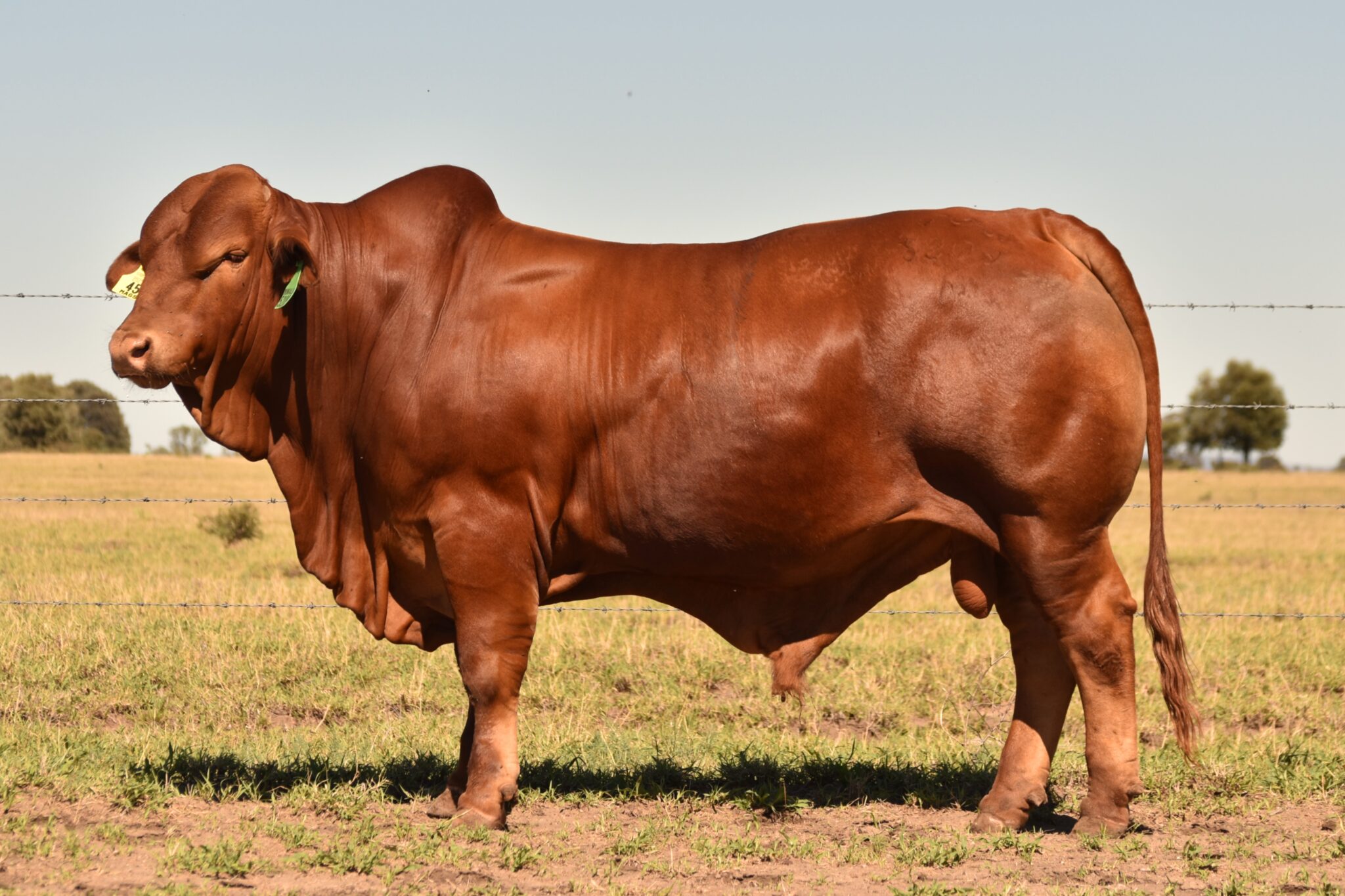 MUNGALLA 5209 (PH) D4