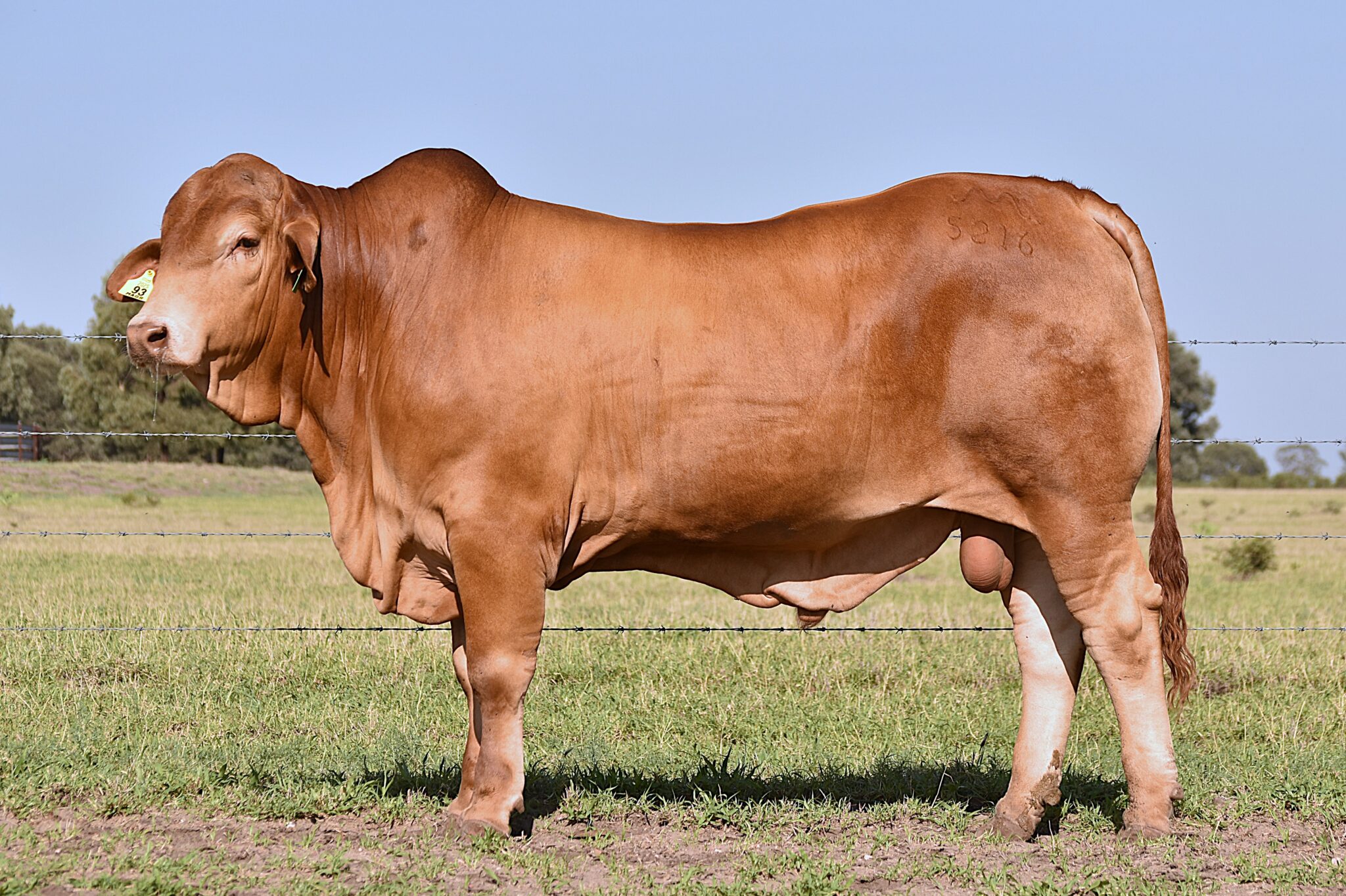 MUNGALLA 5216 (PP) D4