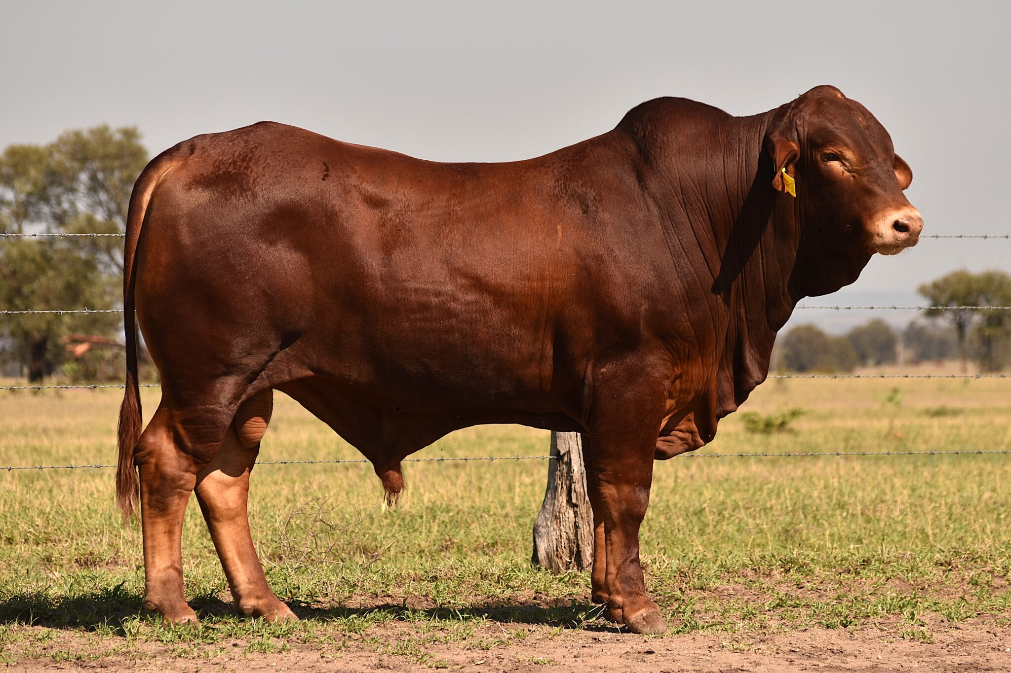 MUNGALLA 5400 (PP) D3