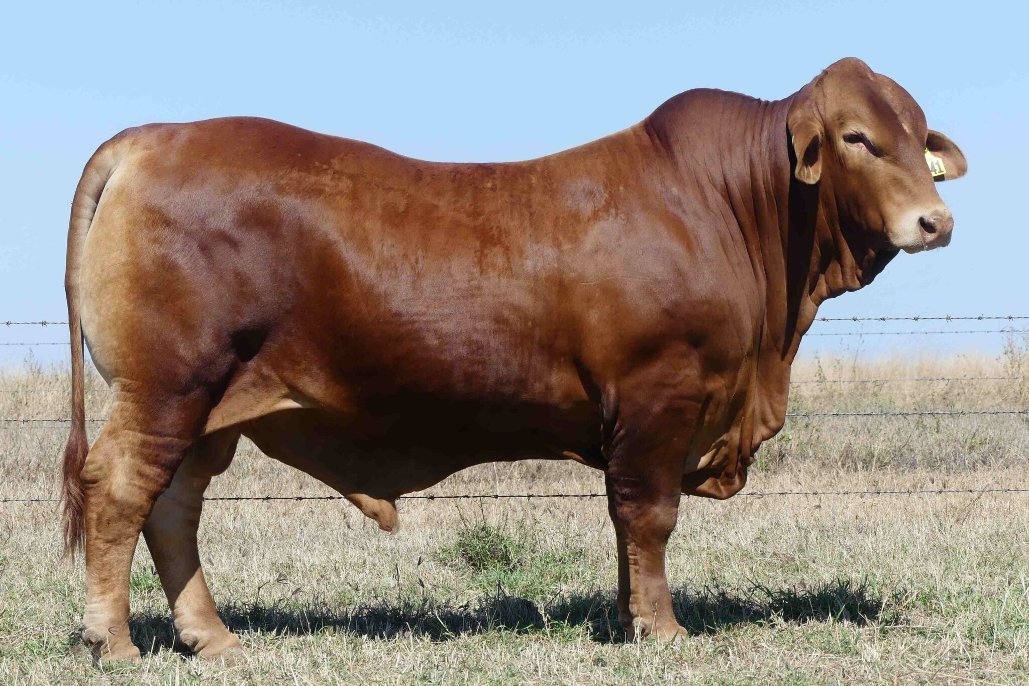 LAMONT 1941 (PP) D3